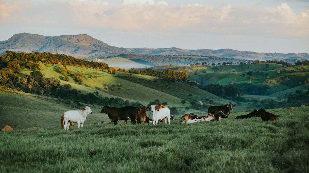 Cattle farming in mountain areas