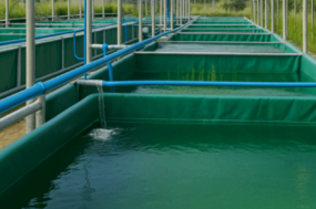 fish ponds , photo