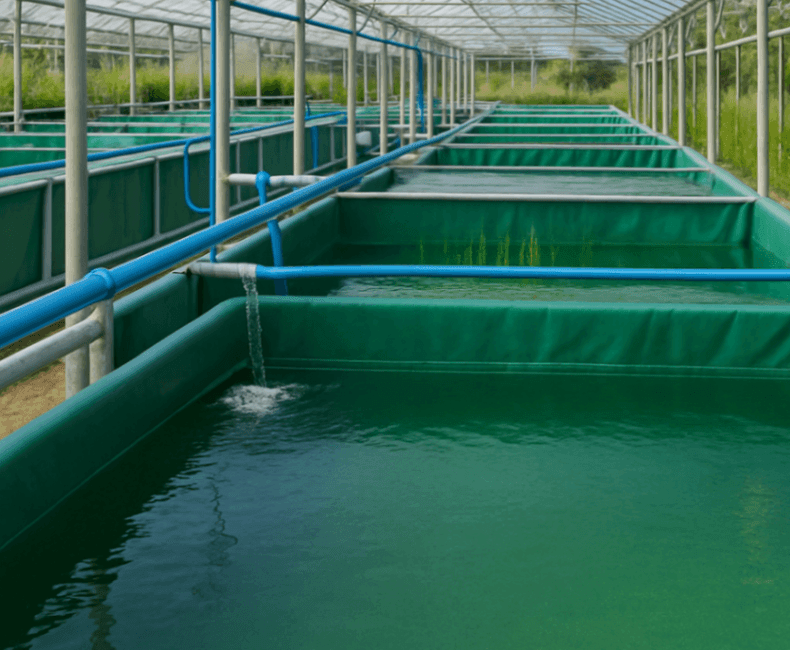 fish ponds , photo